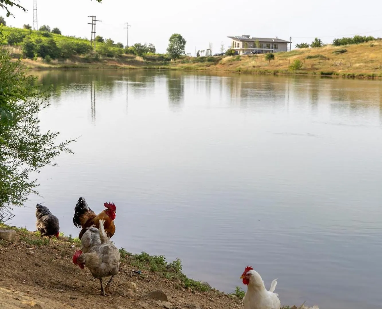 Hani Geshtenjave Pogradec 0*,